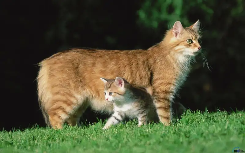 Витамины для кошек