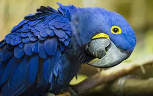 Попугаи 